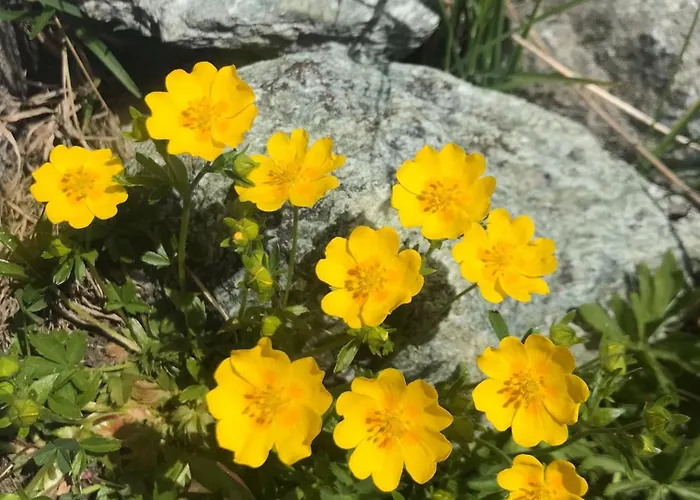 酒店 Valentino Bionaz